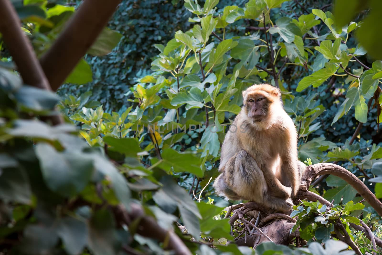 Monkey living in the free nature, sitting in the treetop and enjoying the rays of morning sunlight. Surrounded by green leaves of the trees. Cascades d´Ouzoud.