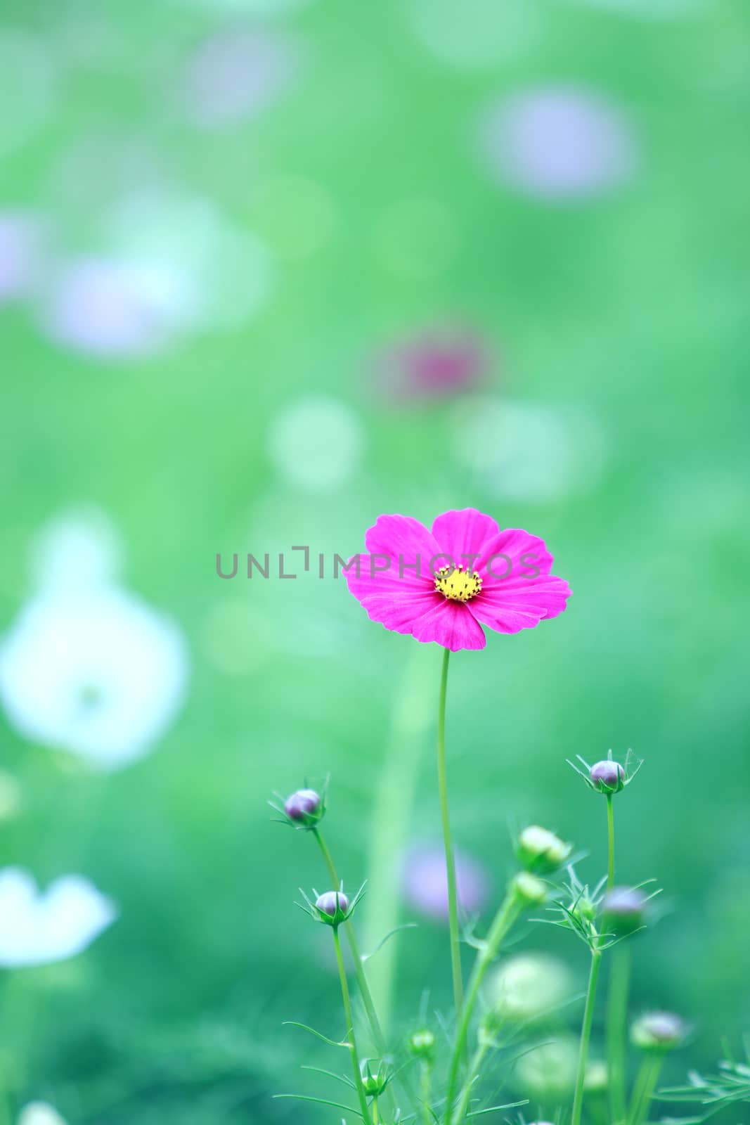 beautiful magenta cosmos flower in blur green field background
