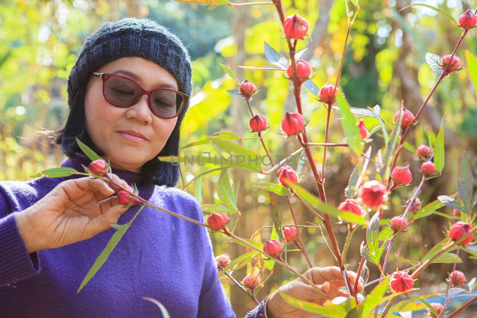 woman and red roselle plant in agriculture plantation