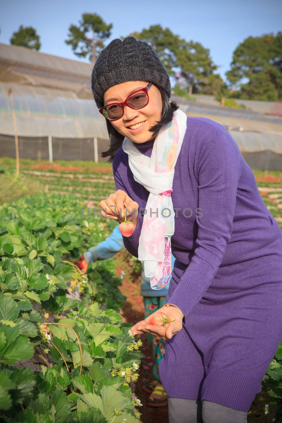 asian tourist woman harwesting fresh strawberries in agricultural farm field with happiness emotion in angkhang plantation chiangmai northern of thailand