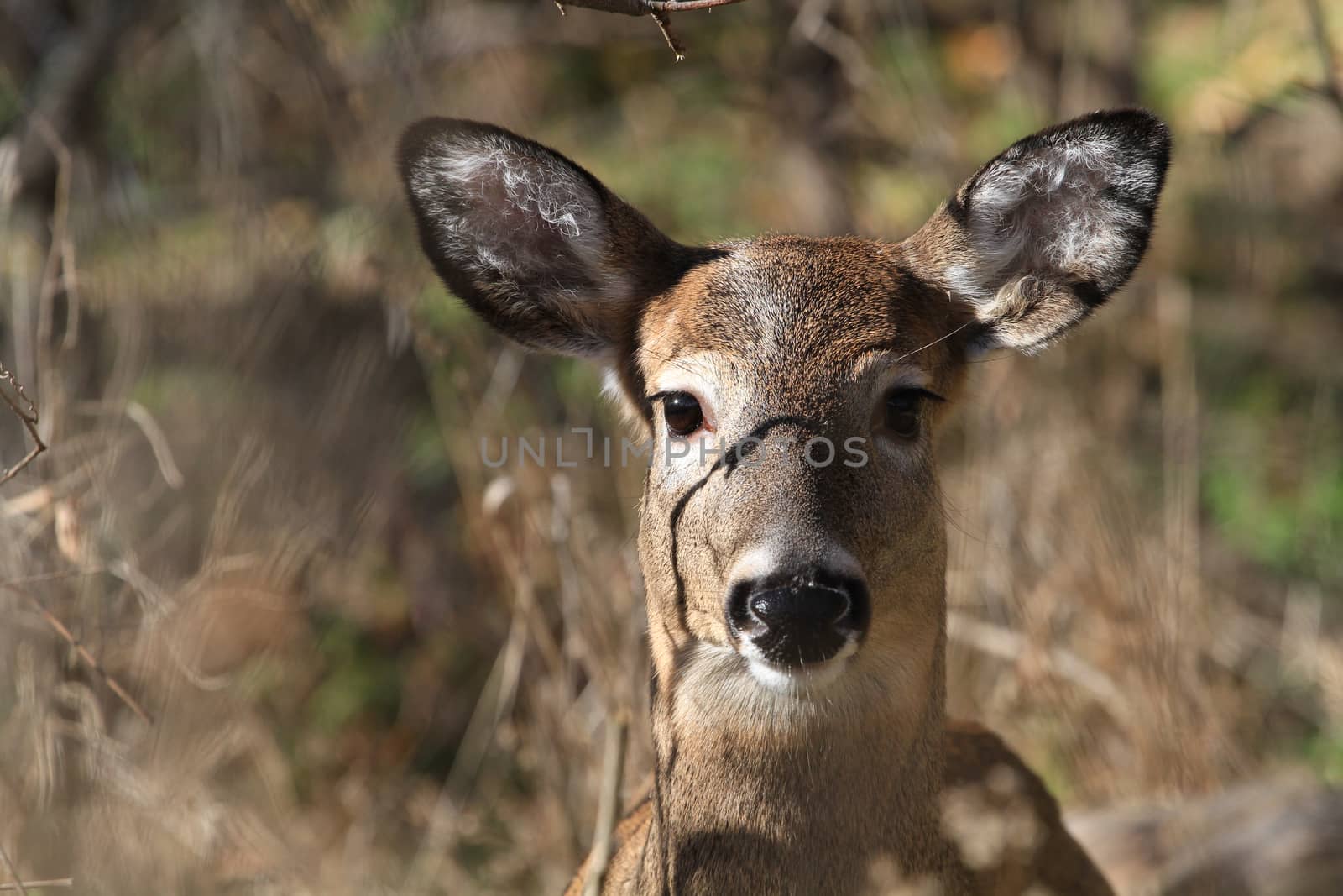 Whitetail Deer doe in late fall morning light