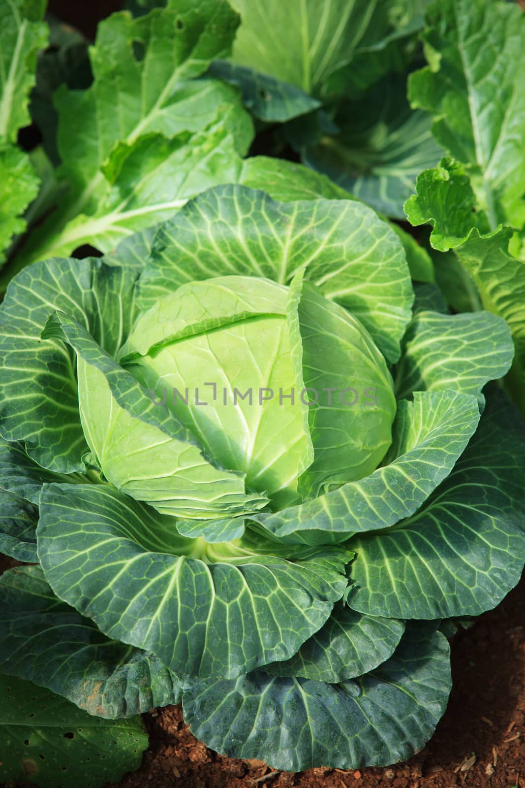 close up green fresh cabbage leaves in organic vegetable plantation green house 