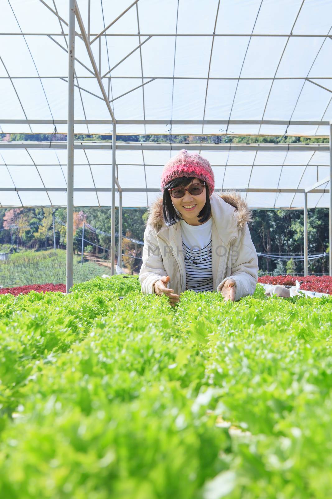 healthy care woman in hydroponic vegetable green house plantation