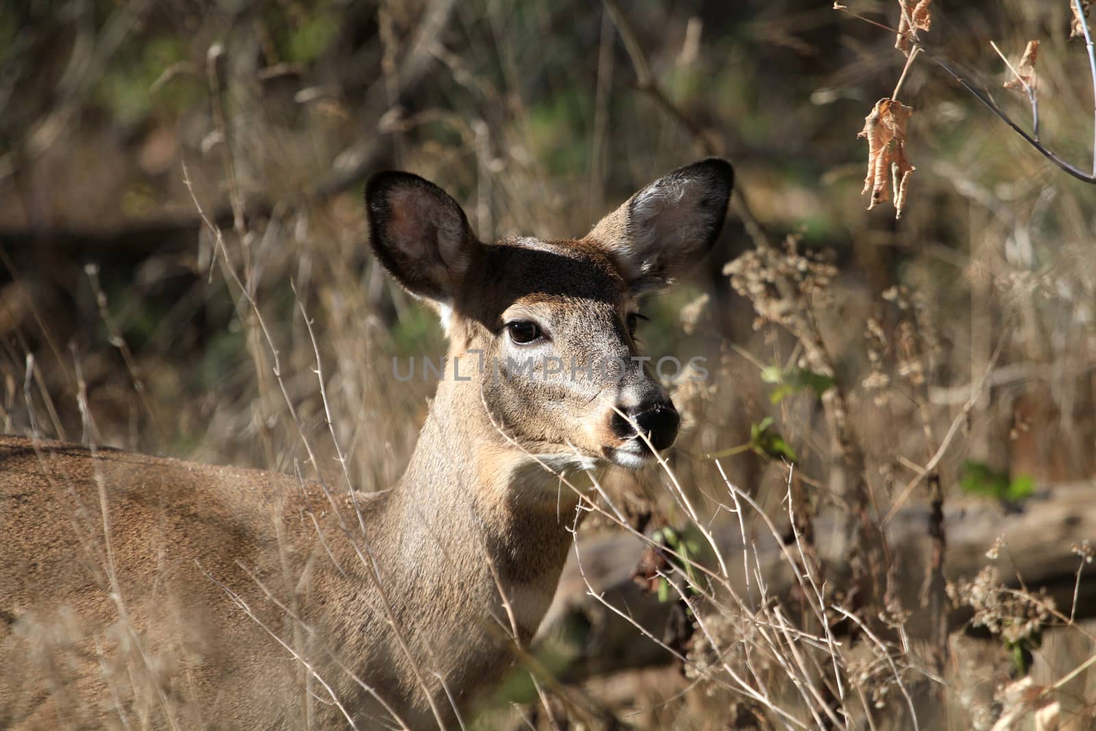 Whitetail Deer doe in late fall morning light