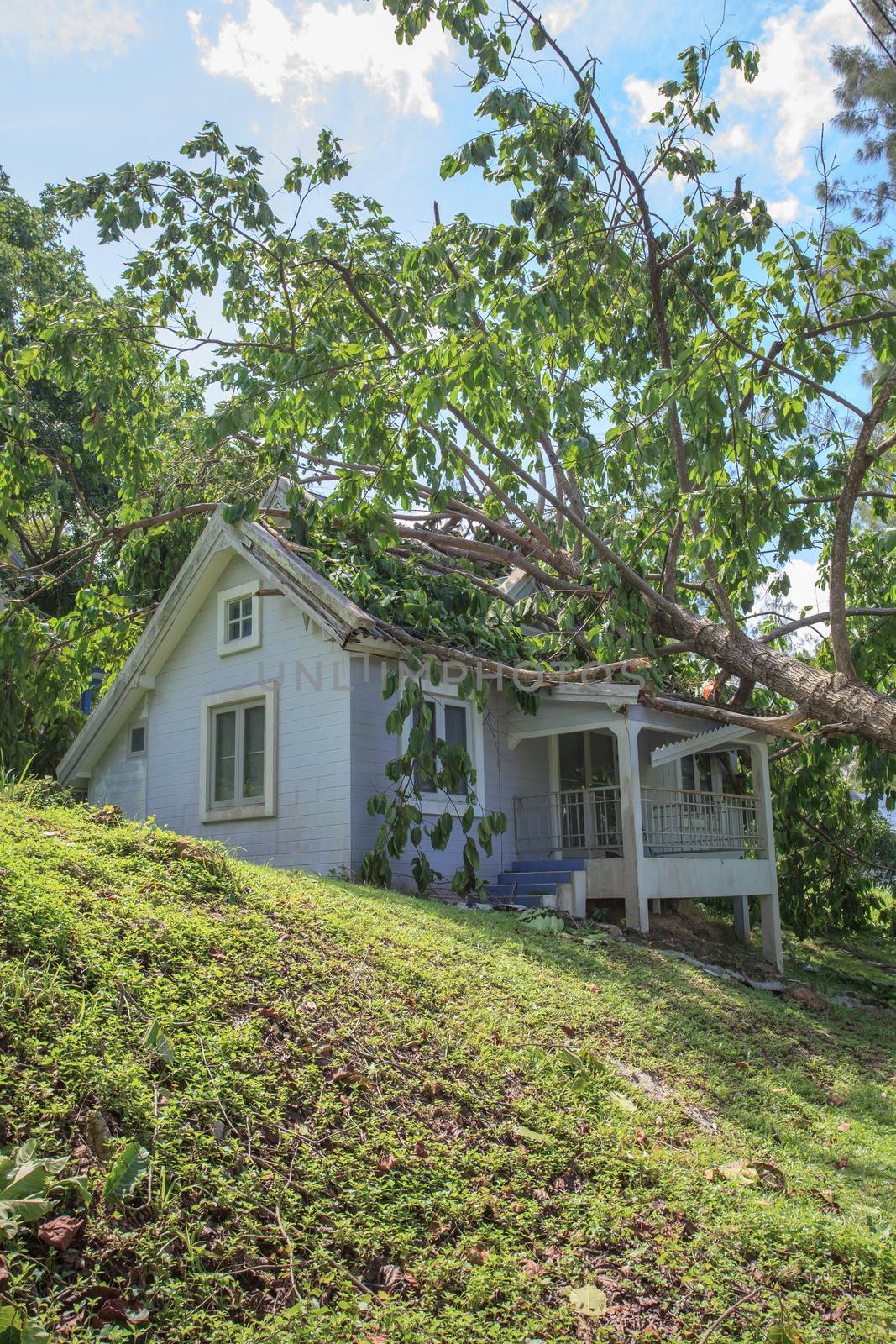 falling tree after hard storm on damage house 