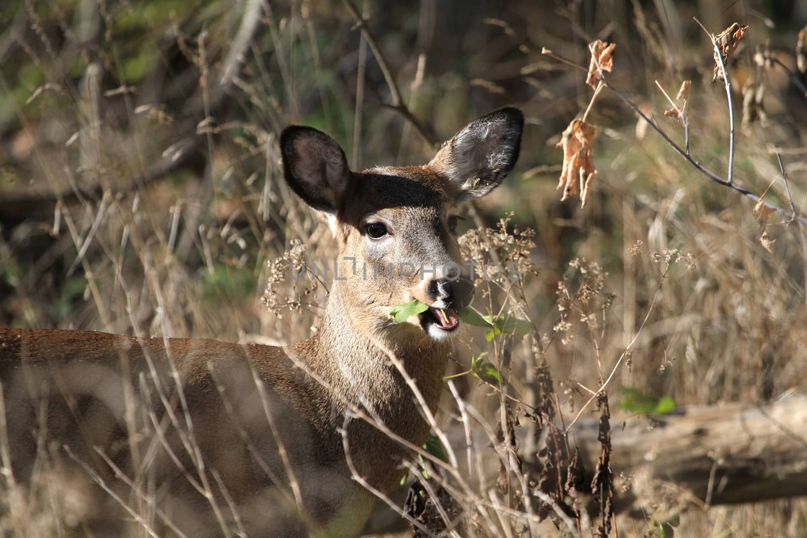 Whitetail Deer doe in late fall morning light