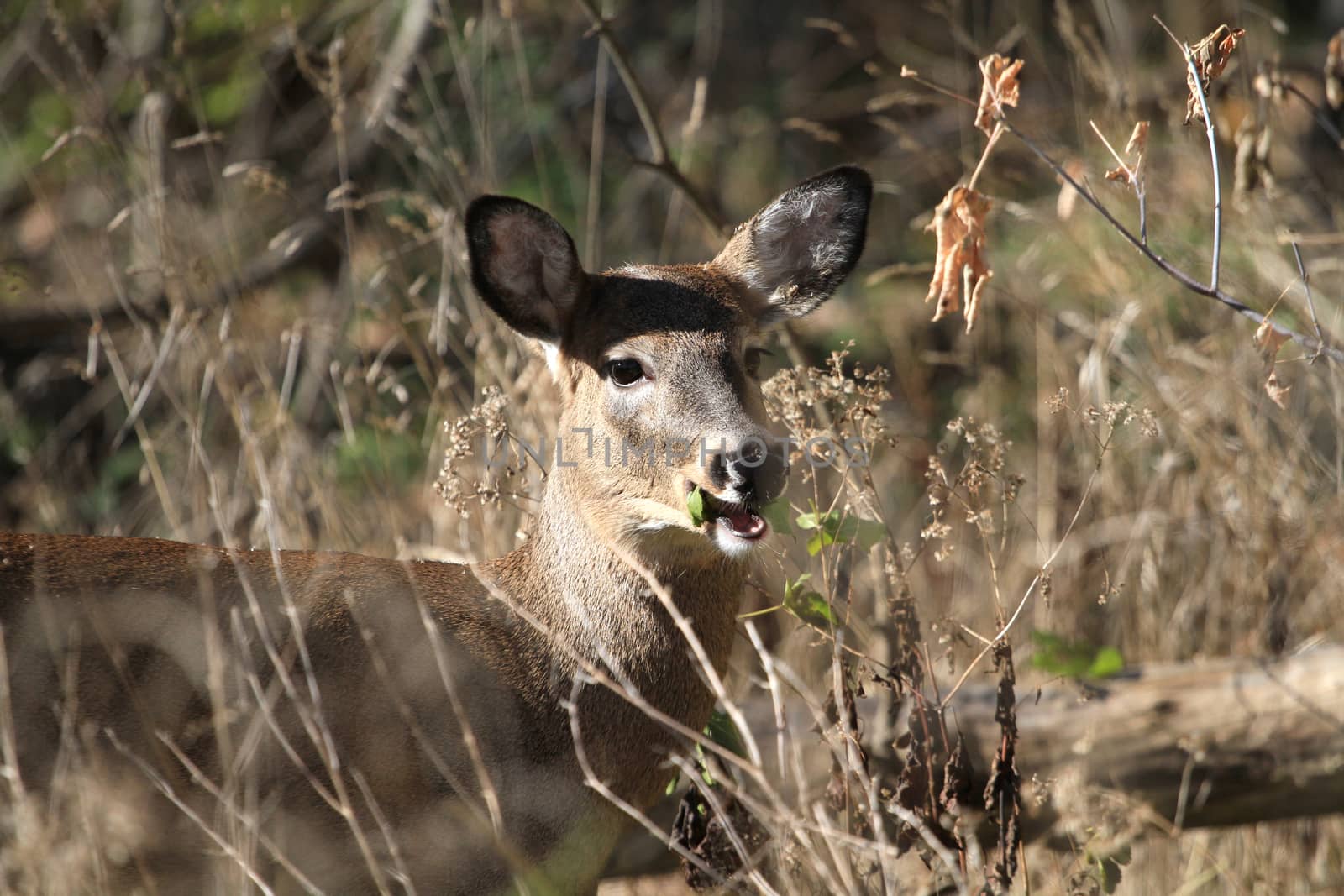 Whitetail Deer doe in late fall morning light