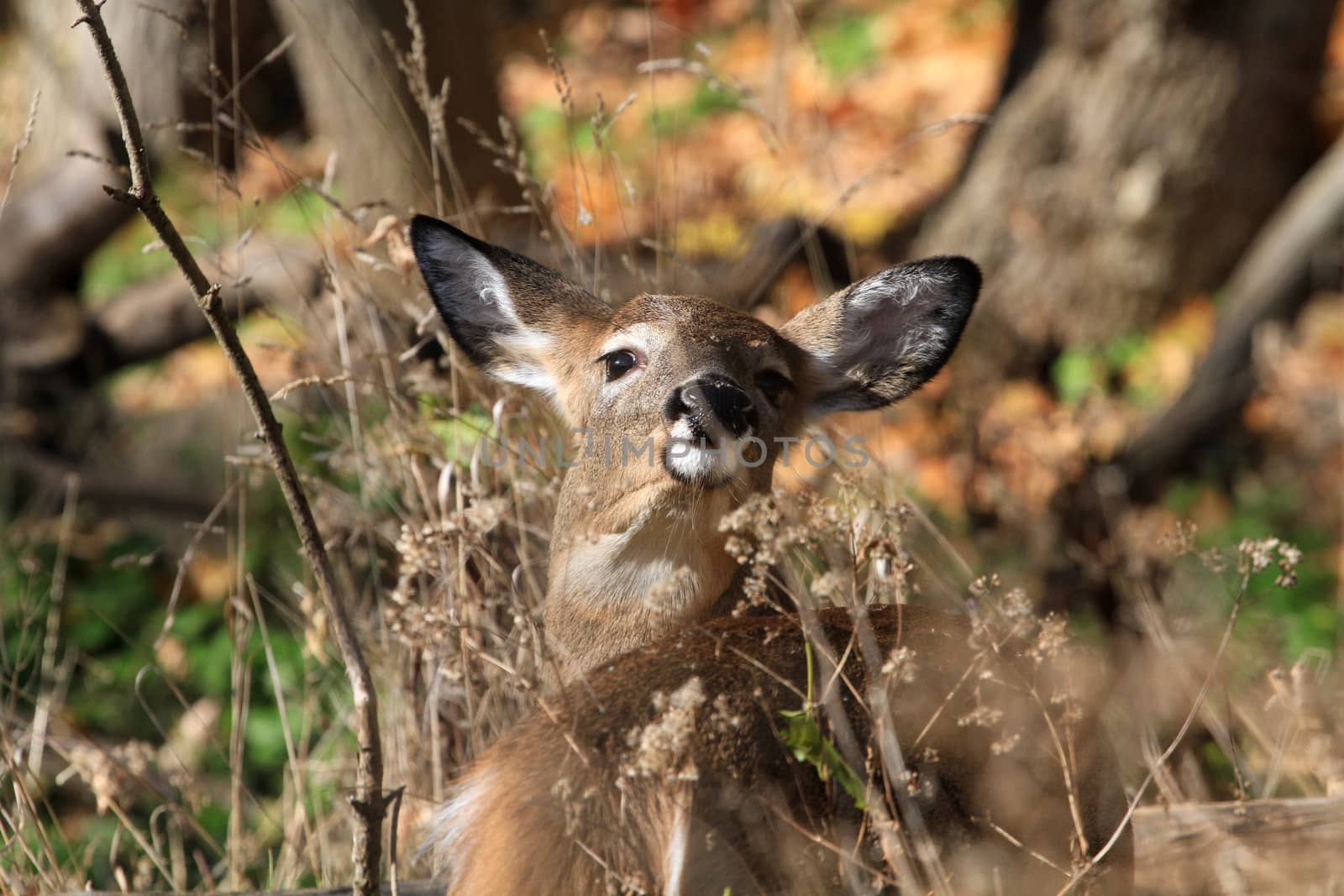 Whitetail Deer doe in late fall morning light