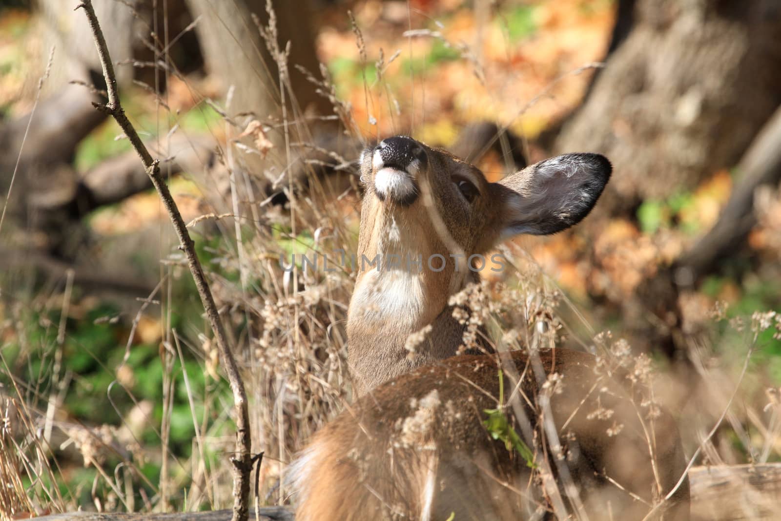 Whitetail Deer doe in late fall morning light