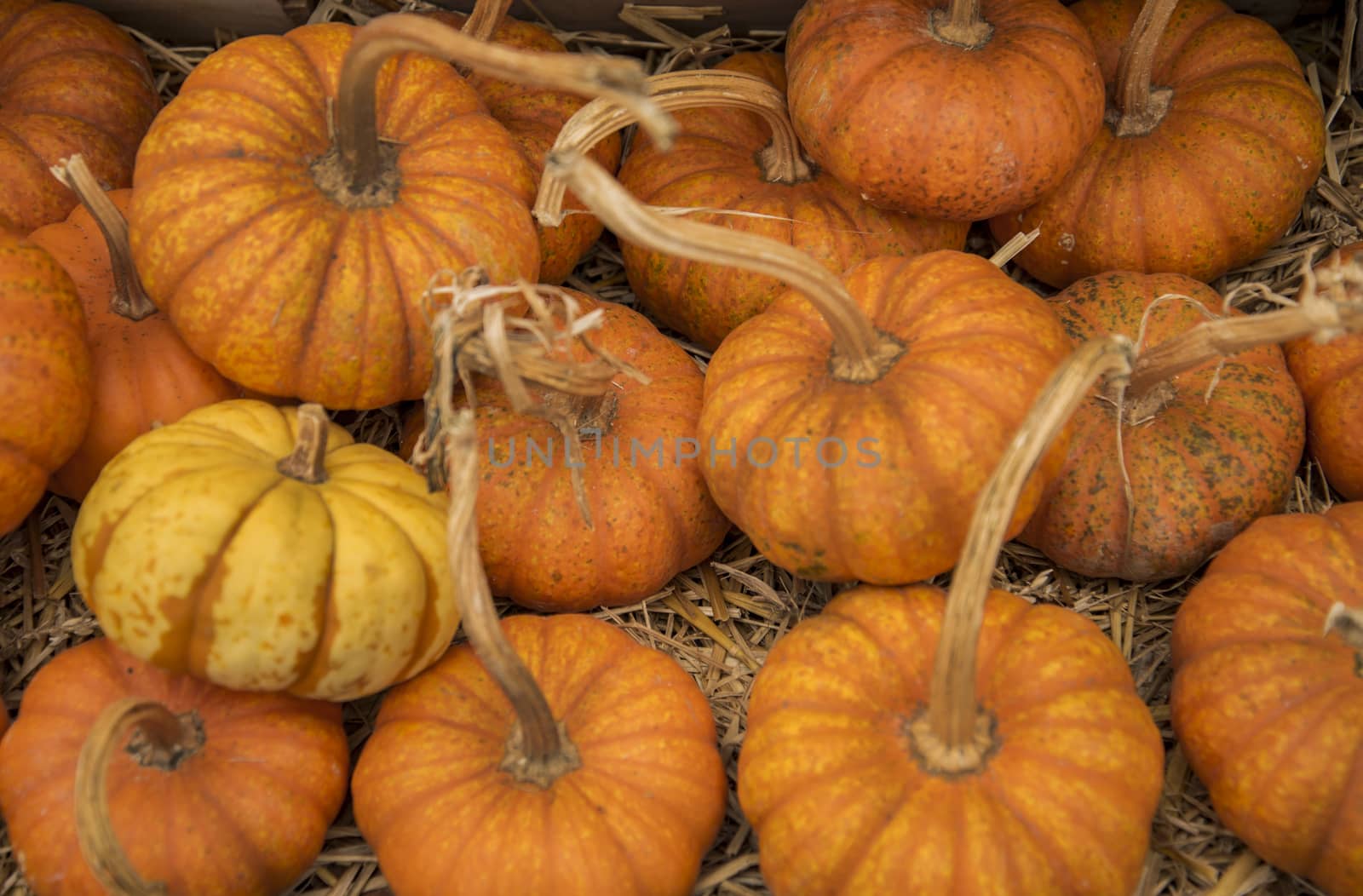 Colorful autumn pumpkins on wooden surface ready to sell