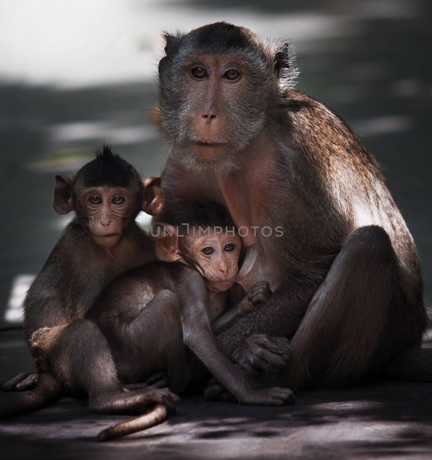 monkey brother and milk from mother breast by khunaspix