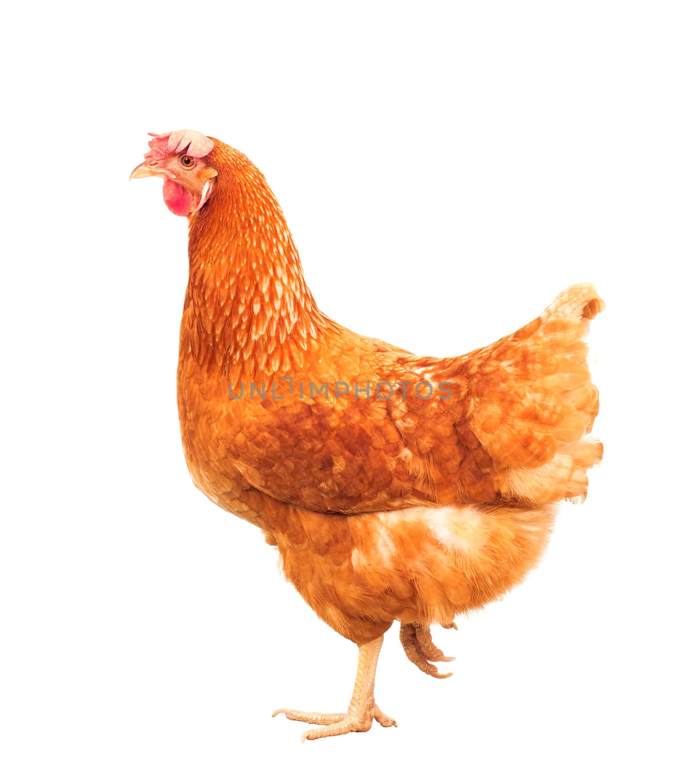 full body of brown chicken hen standing isolated white background use for farm animals and livestock theme