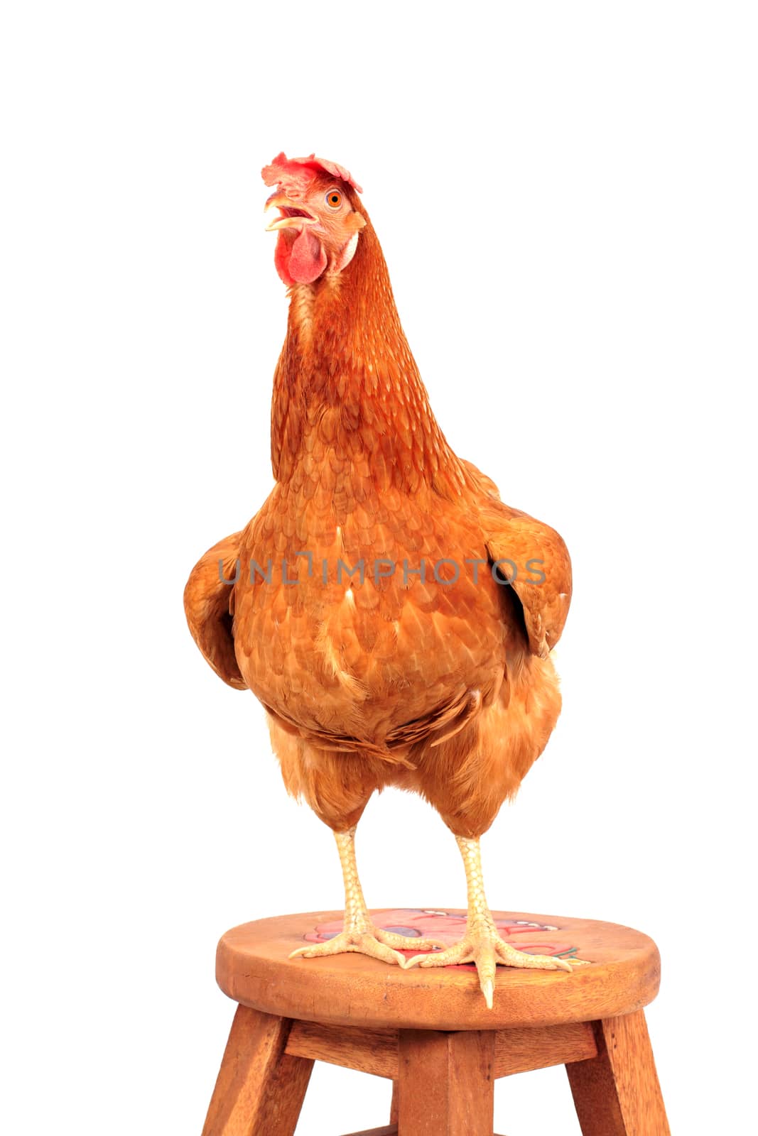 close up portrait full body of brown female eggs hen standing show beautiful plumage,feather isolated white background use for livestock and farm animals theme