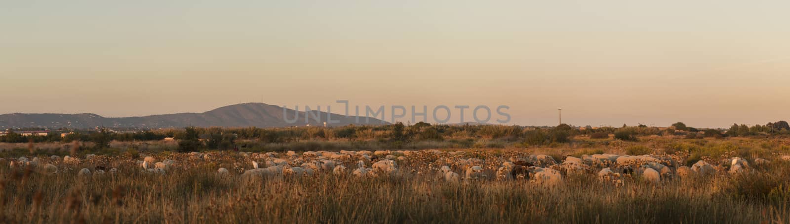 Herd of sheep on nature by membio