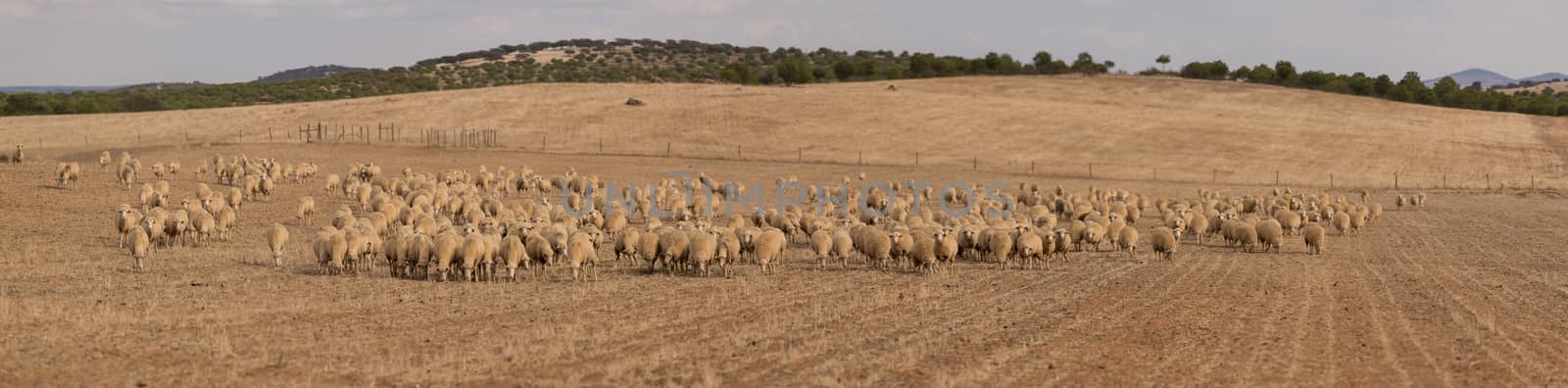 Herd of sheep on nature by membio