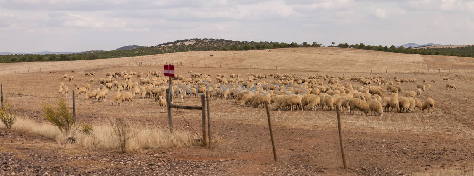 Herd of sheep on nature by membio