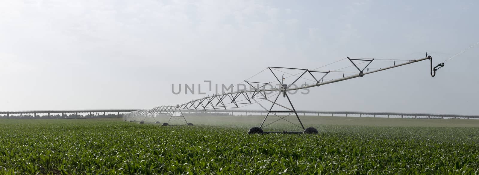 Landscape view of a center pivot system irrigation system working on a corn field.