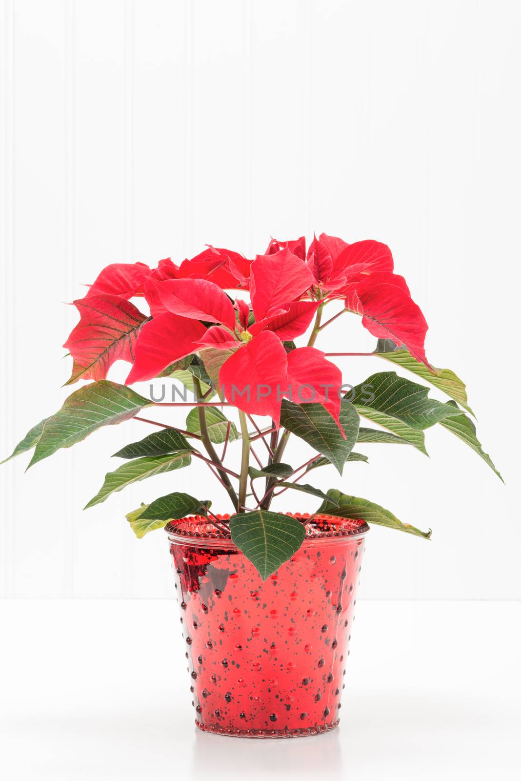 Red potted poinsettia against a background with ample copy space.