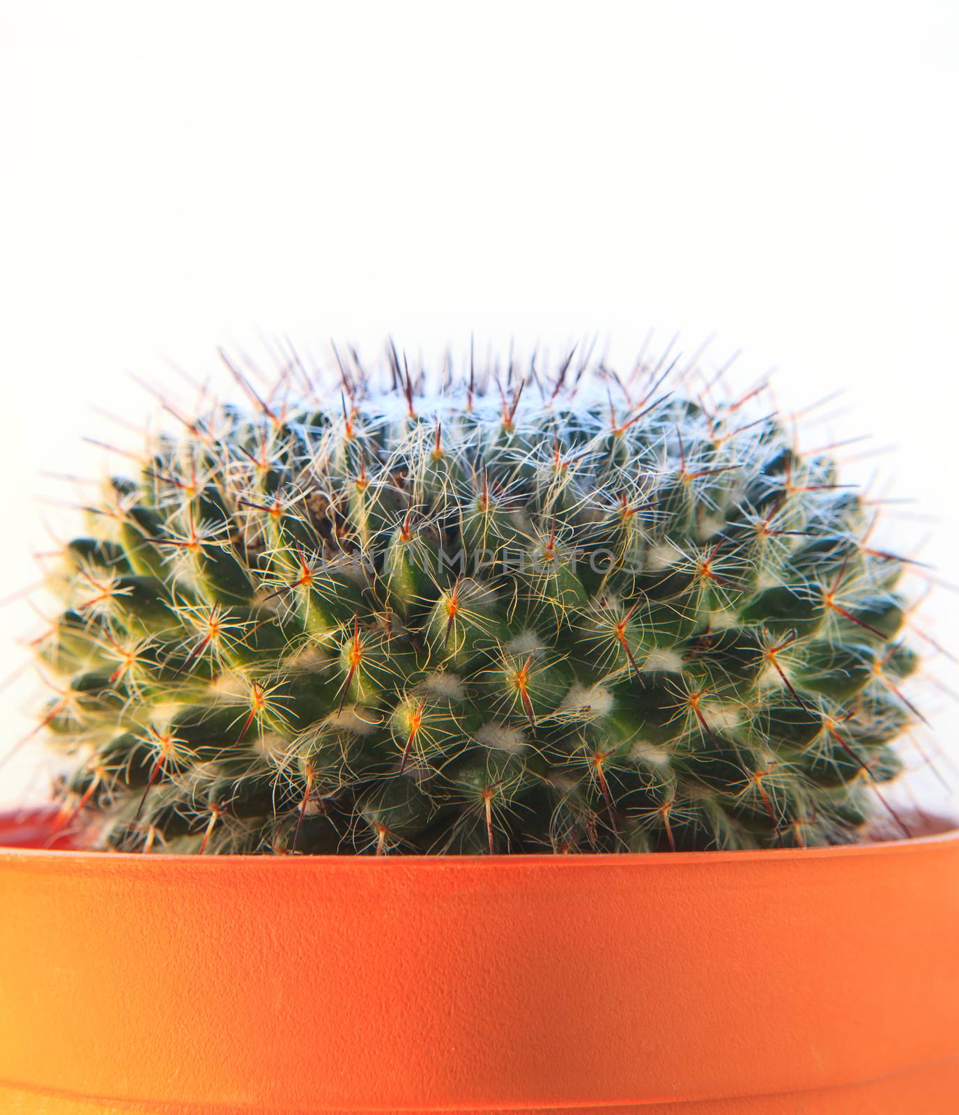 close up texture of cactus,succulent,in clay pot on white background