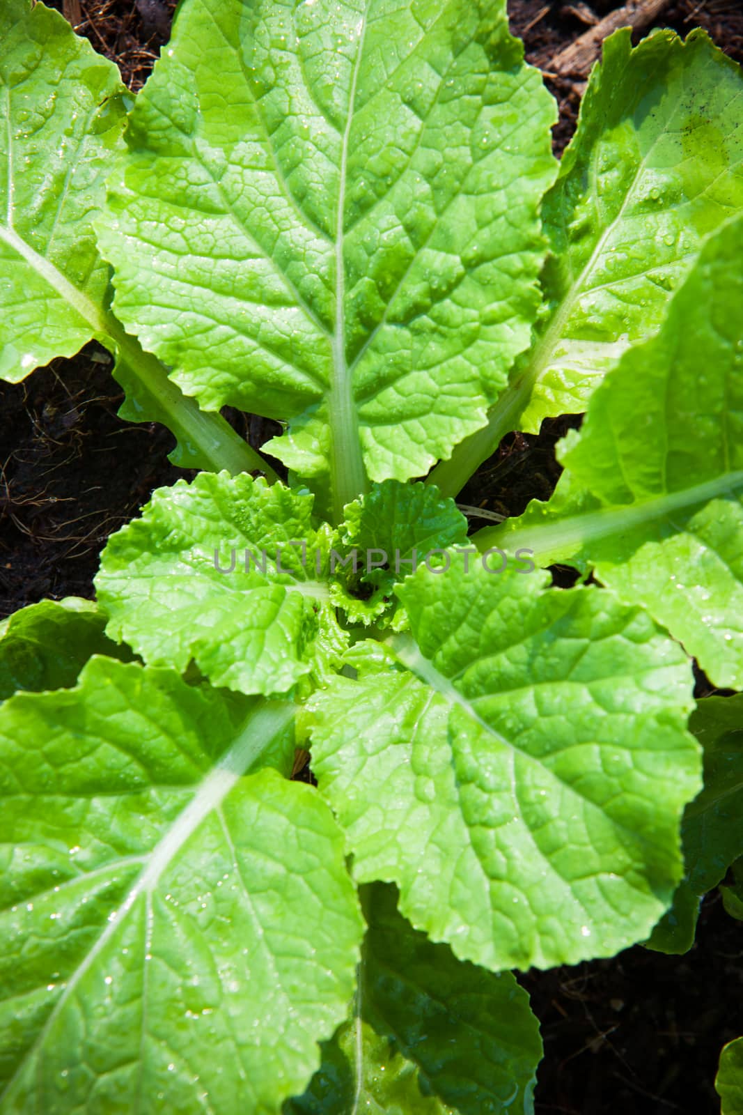 fresh vegetable in plant garden