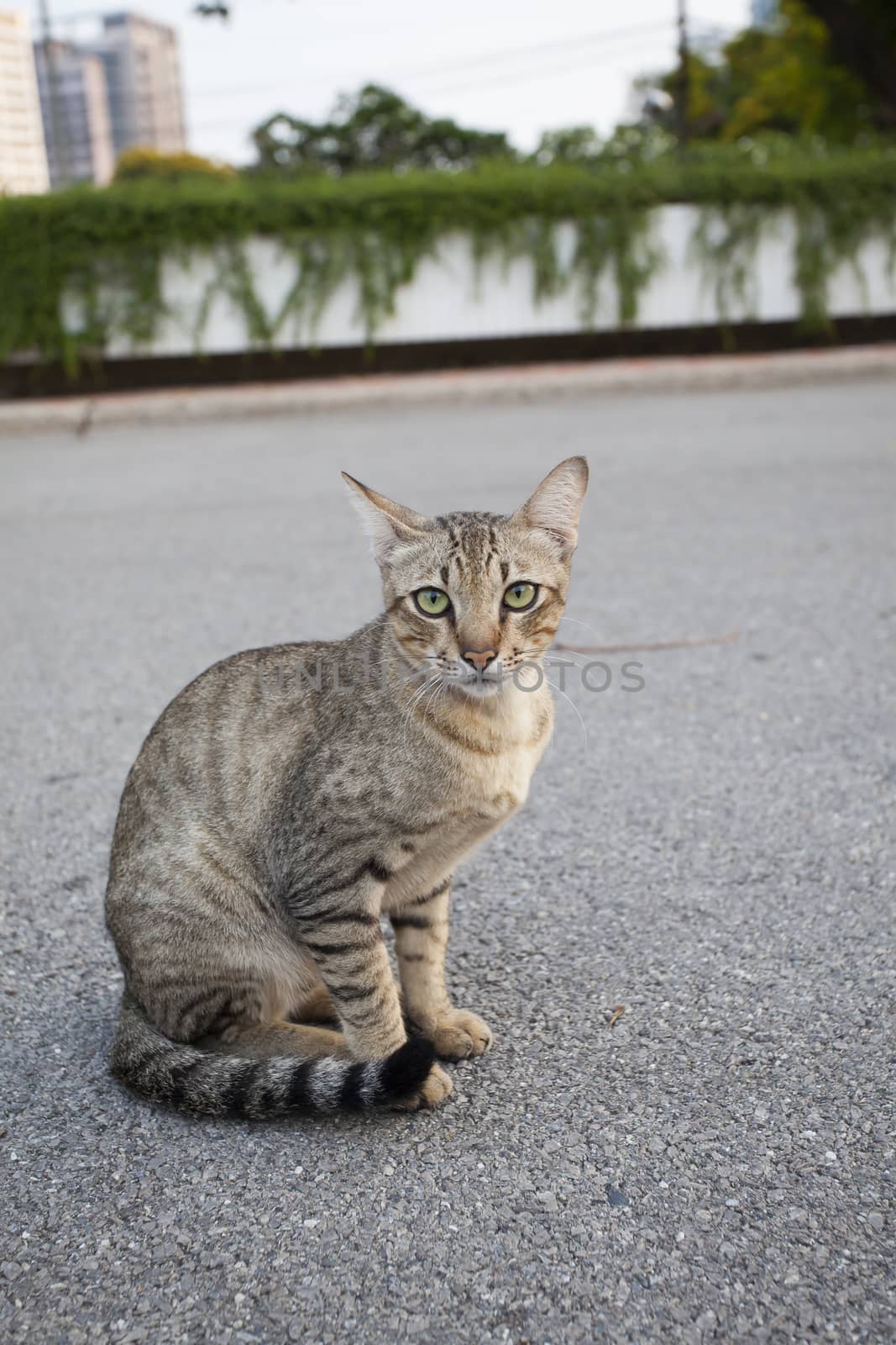 thai domestic cat sitting on asphalt road
