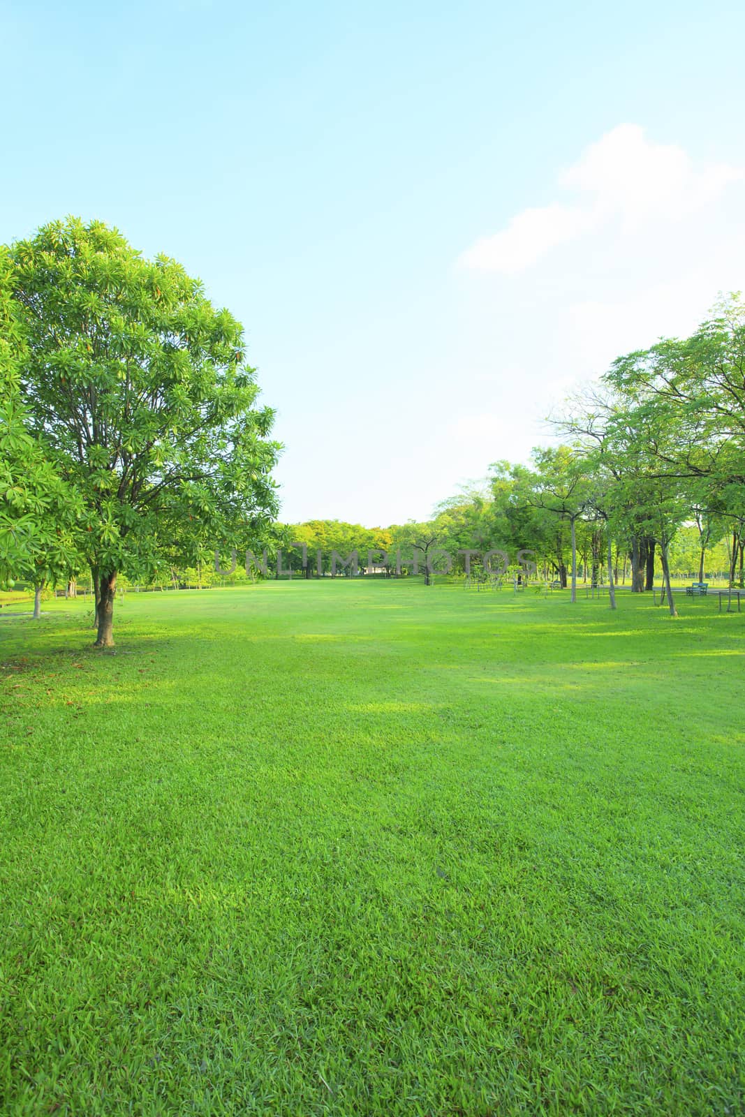 beautiful morning light in public park with green grass field and green fresh tree plant perspective to copy space for multipurpose vertical form