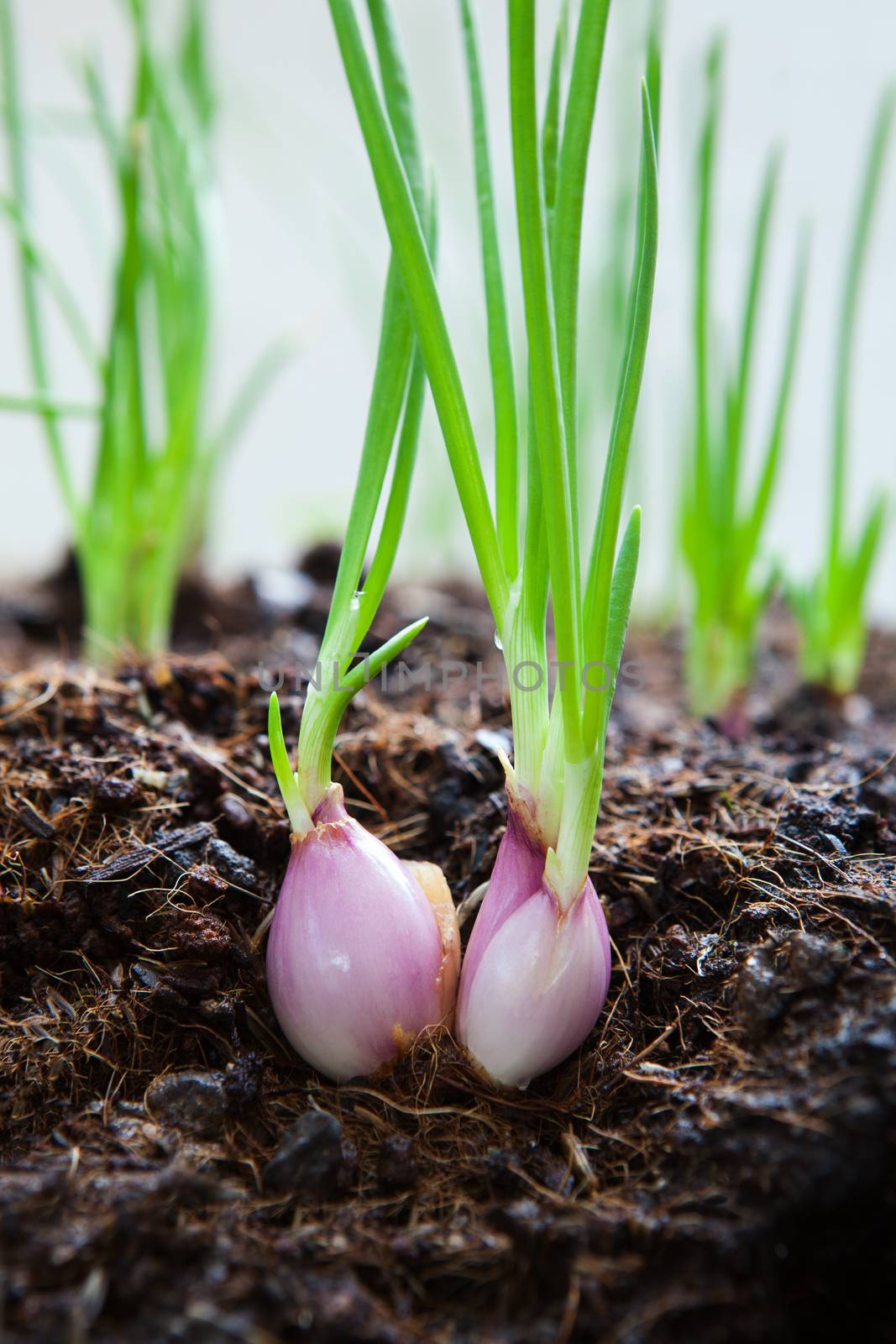 close up  cultivated organically grown red onions, red baron planting in home garden field