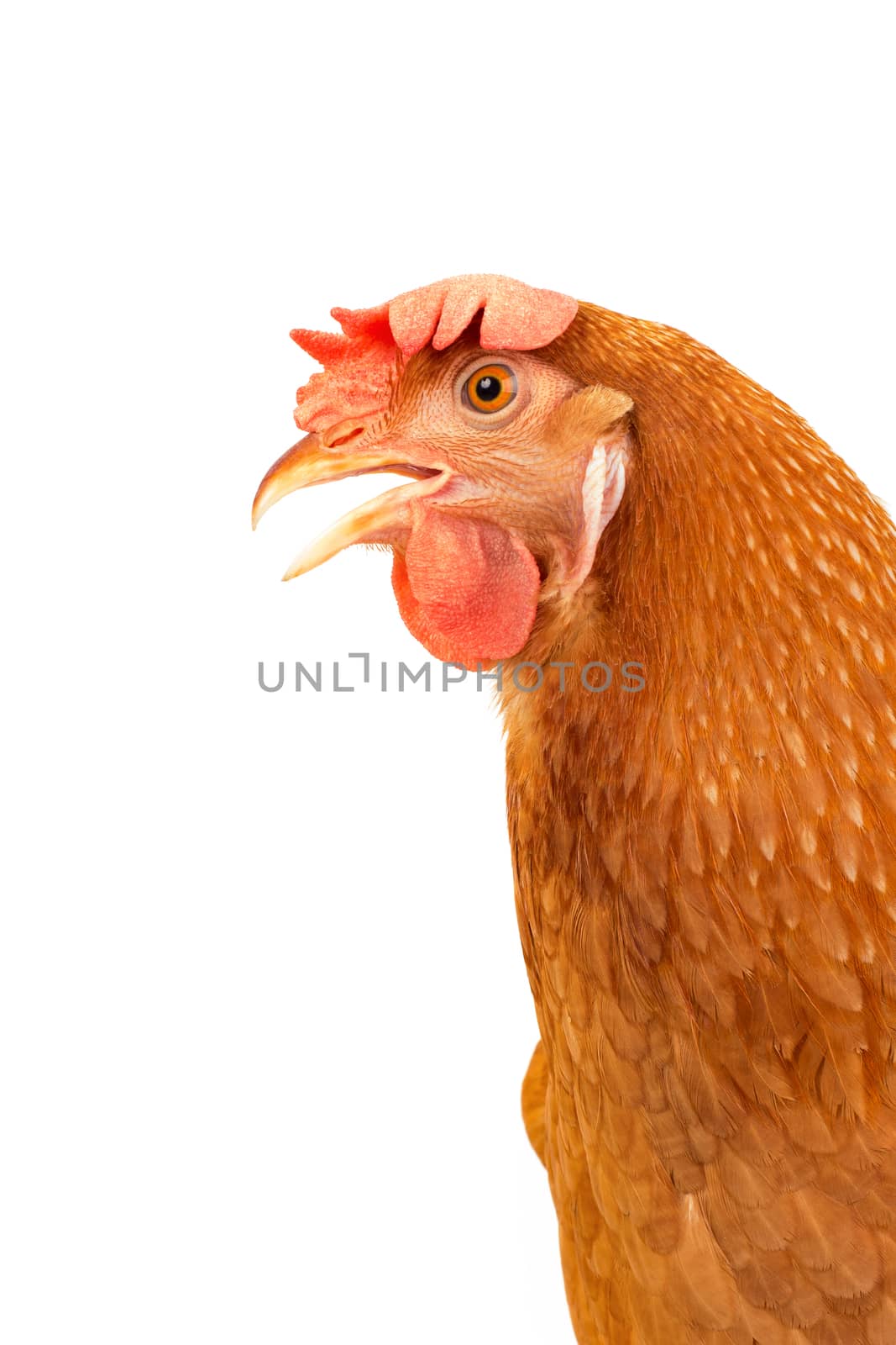 close up side view of brown chicken hen isolated white background use for farm animals and livestock theme