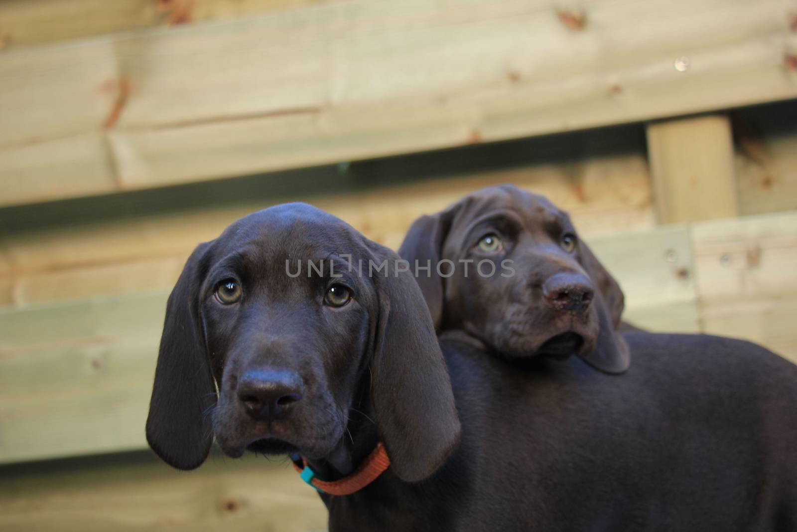 German shorthaired pointer puppies, 8 weeks old, solid liver, sisters