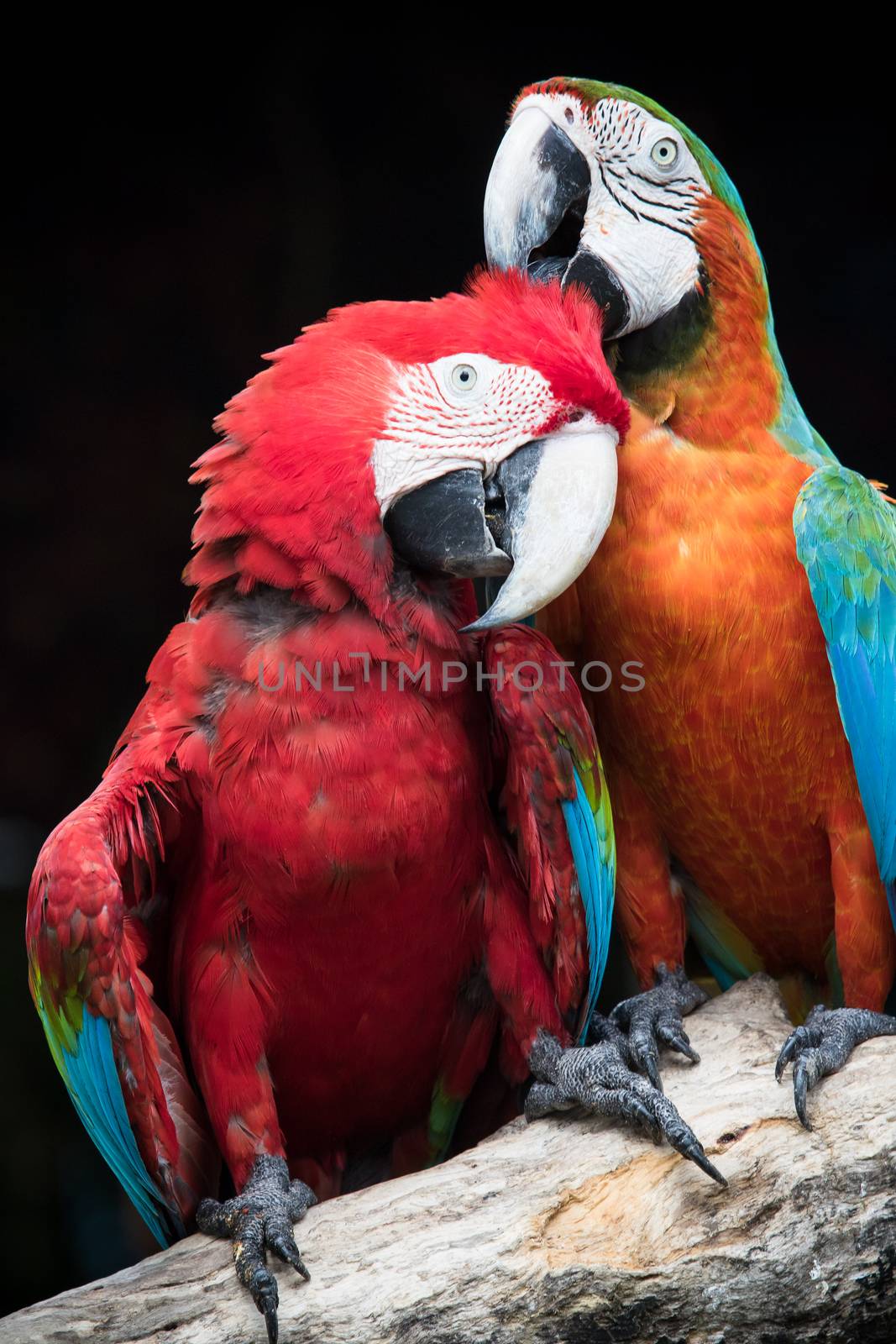 close up couples of beautiful of scarlet macaw birds peaning and perching on dry tree brand against dark background