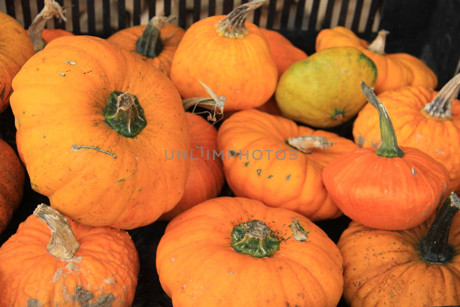 Fresh autumn harvest: pile of big orange pumpkins