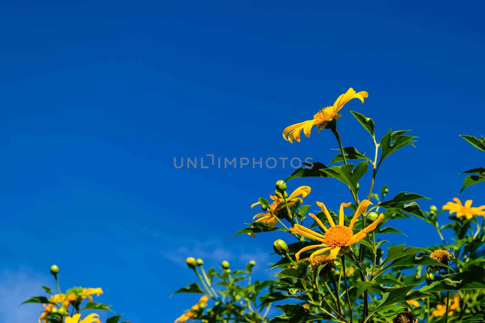 Mexican sunflower by naramit