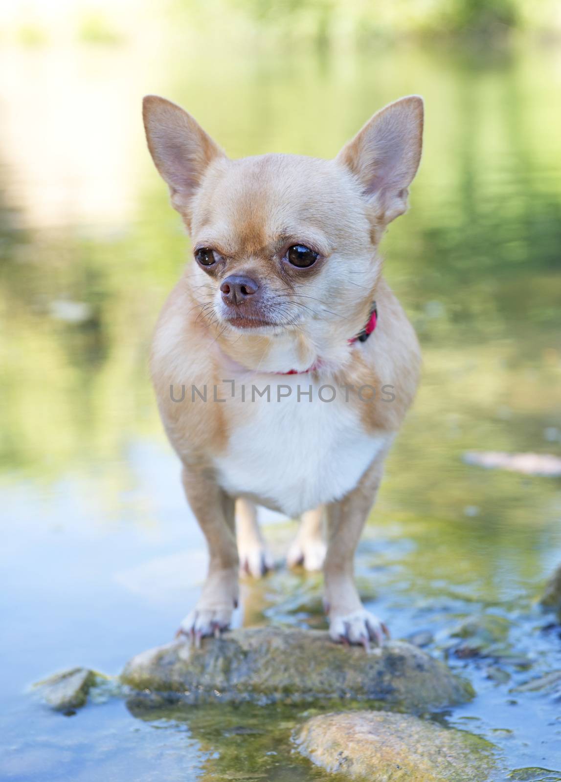 chihuahua in river by cynoclub