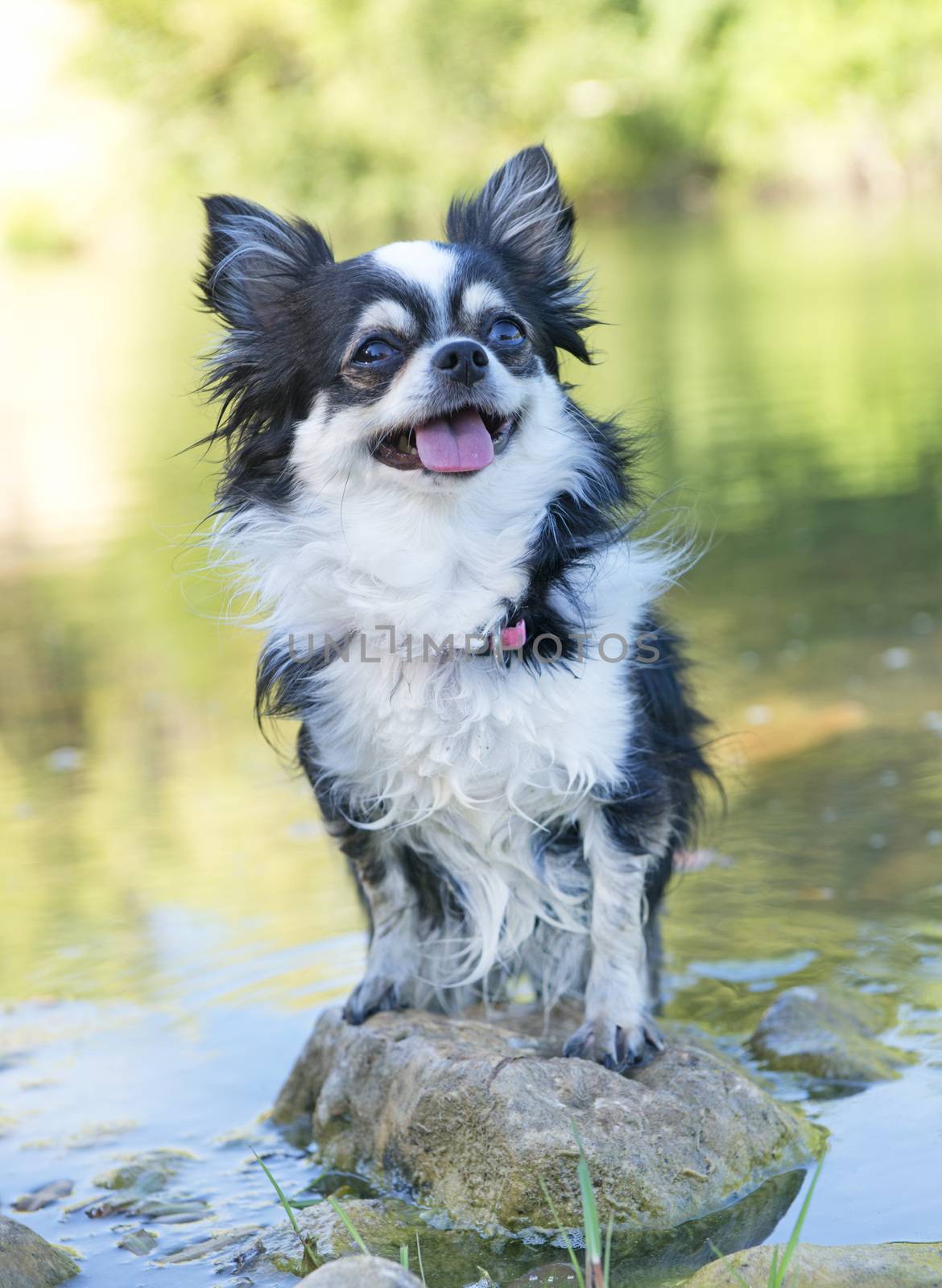 chihuahua in river by cynoclub