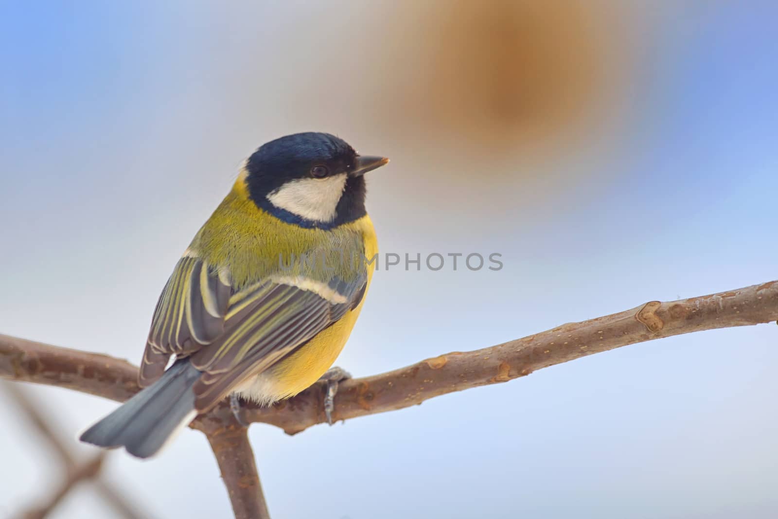 Titmouse (Parus major) on a peak of branch in winter time