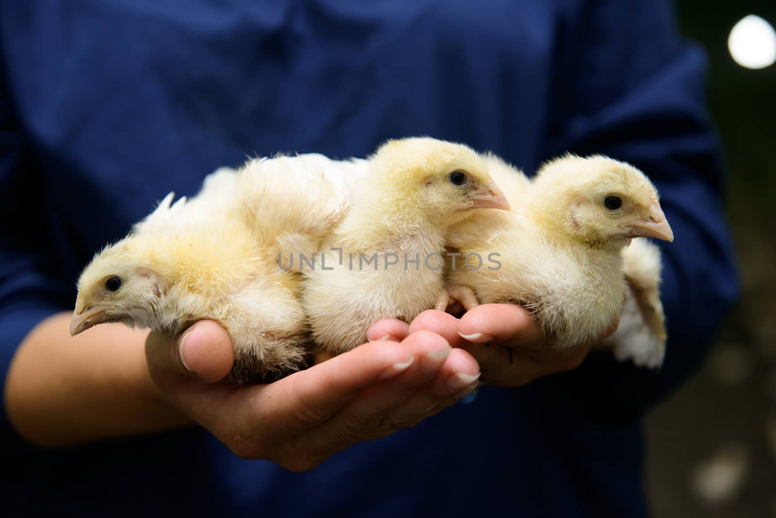 Female hands holding a chick in chicken farm