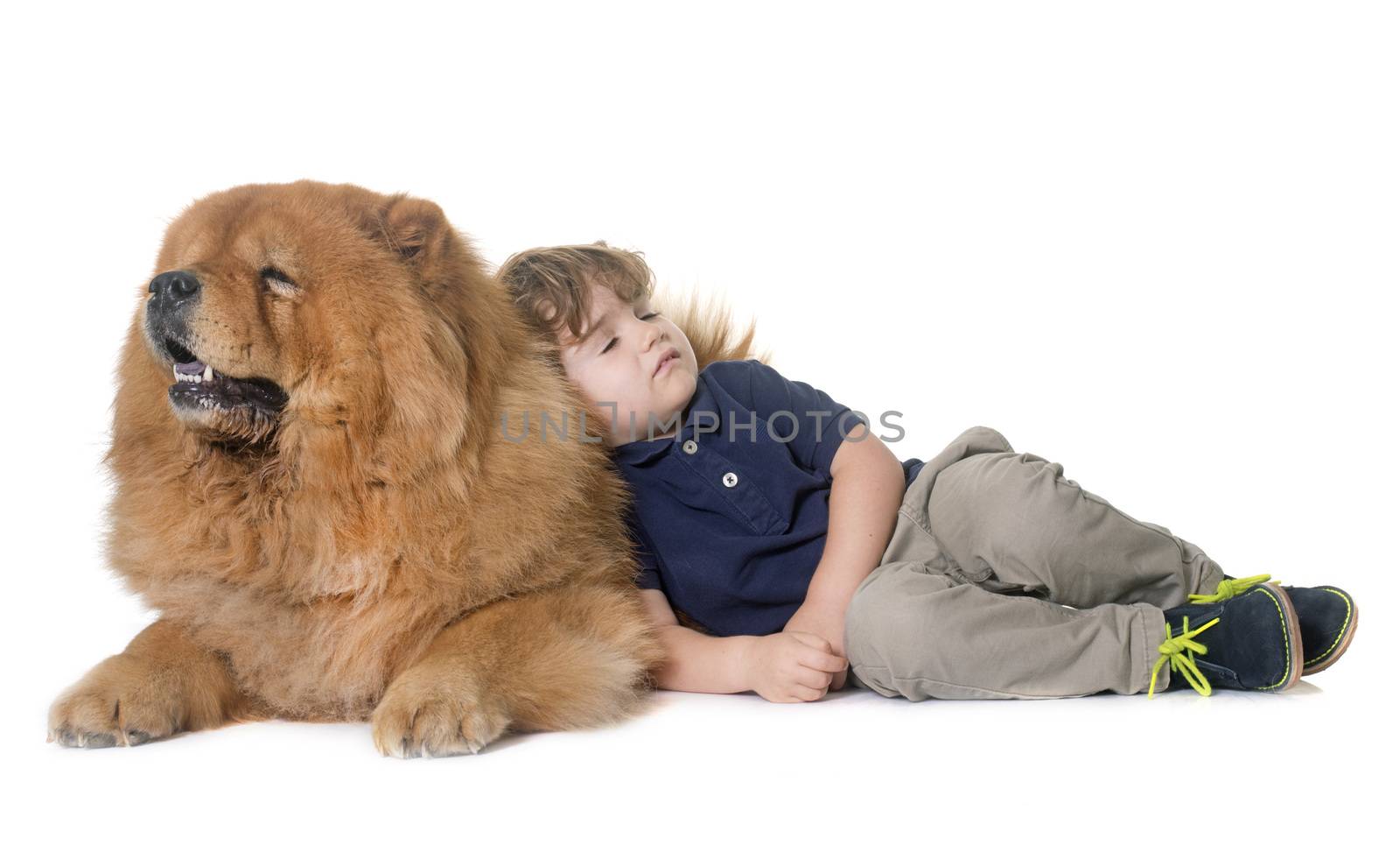 chow chow dog and little boy in front of white background