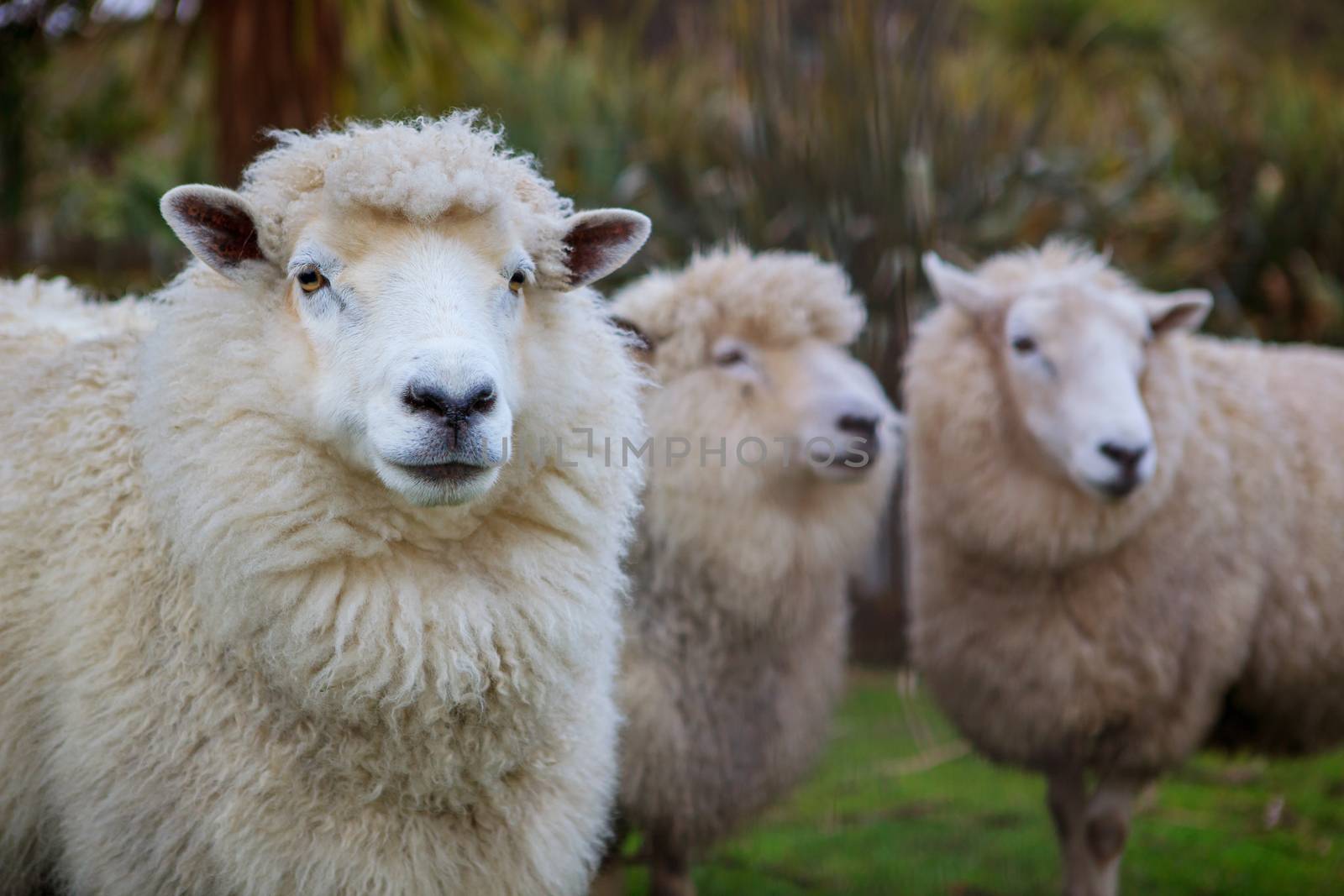 close up face of new zealand merino sheep in farm