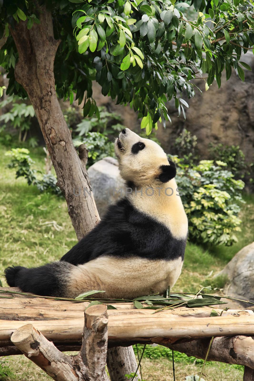 Big panda by friday