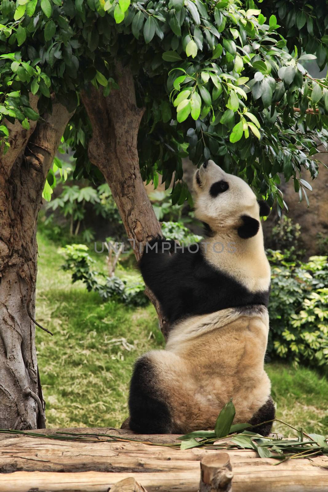Big panda in zoo Hong Kong