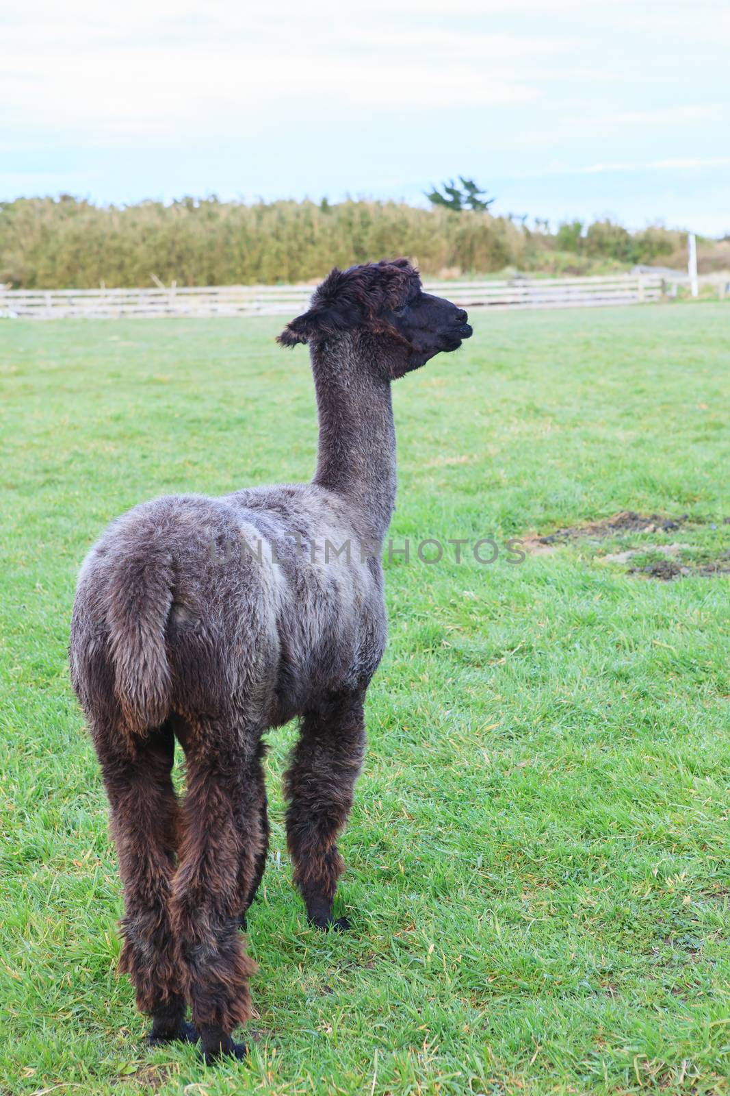 full body of black fur alpaca 