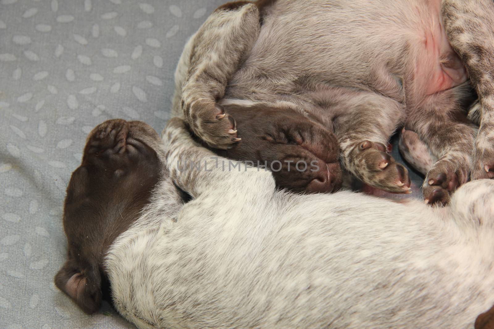 German Shorthaired Pointer puppies by studioportosabbia