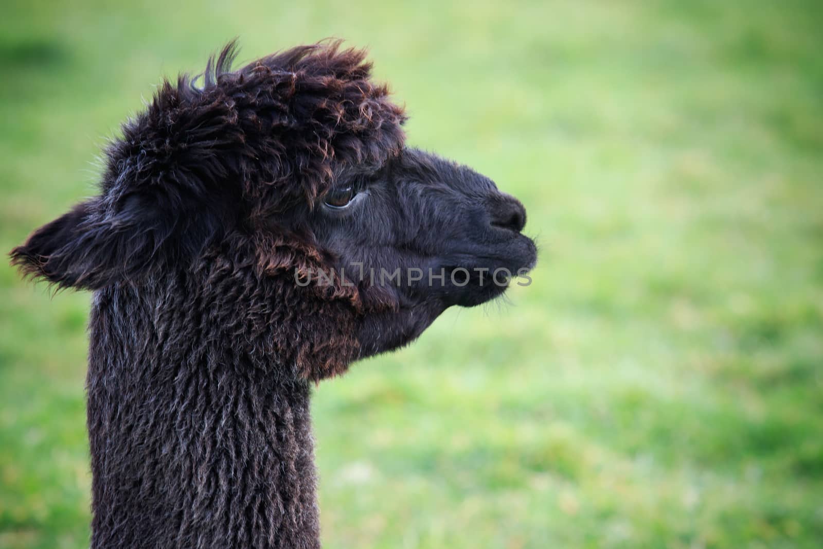 head of black fur alpaca