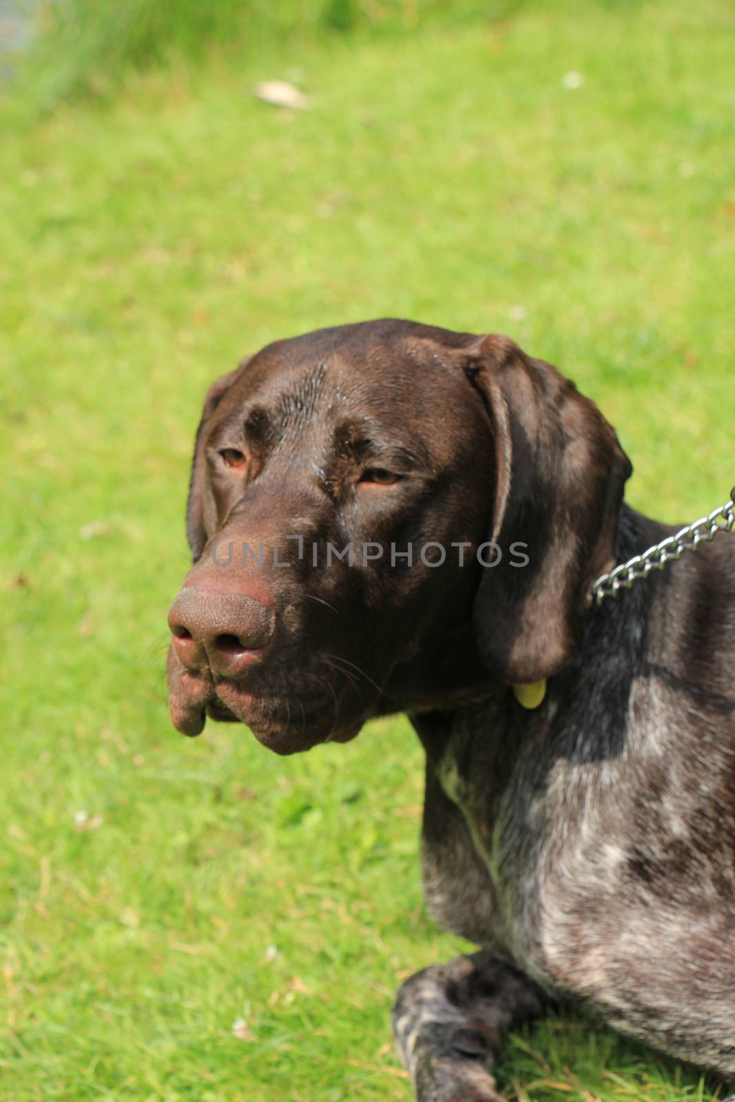 German Shorthaired Pointer by studioportosabbia