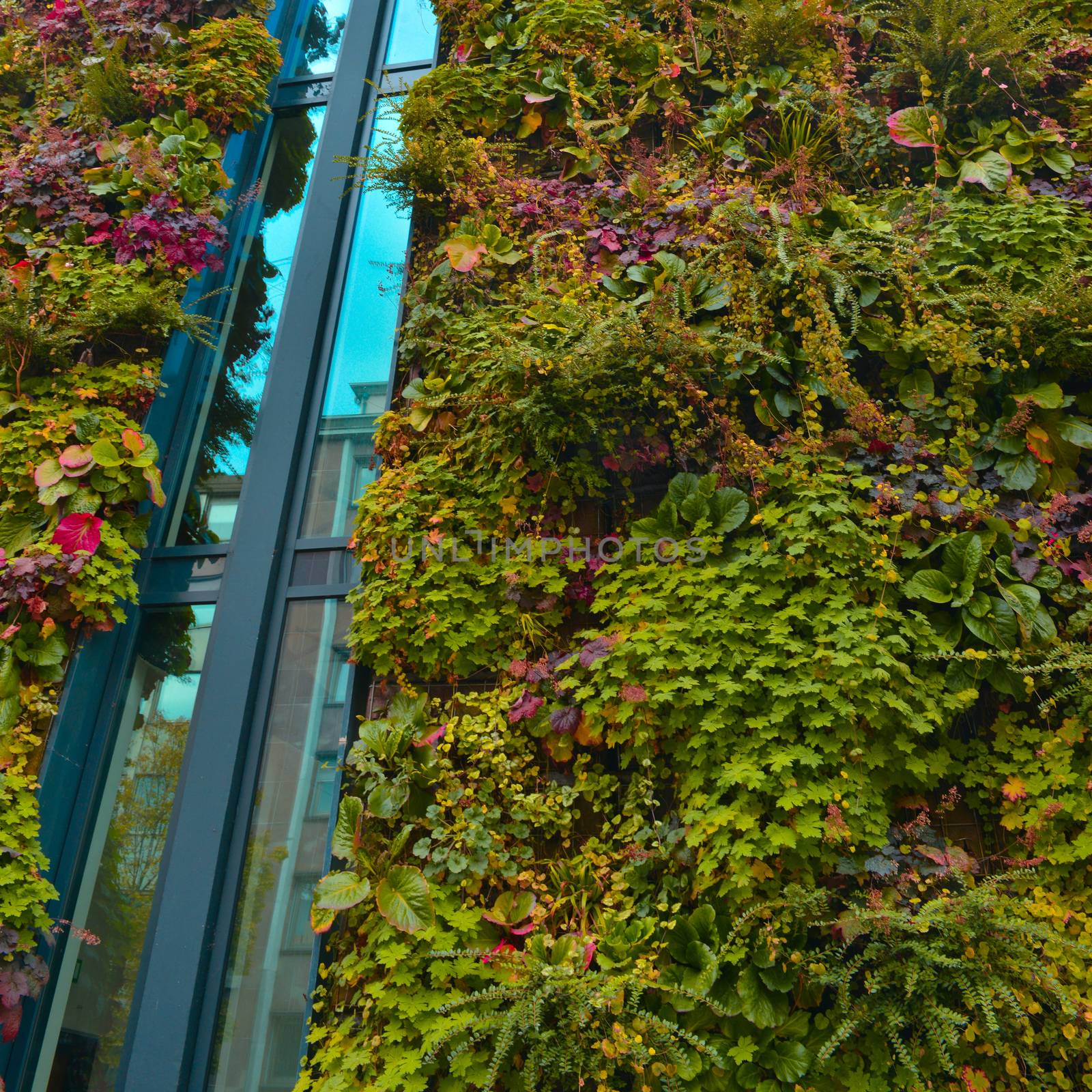 Green wall building in the city, France