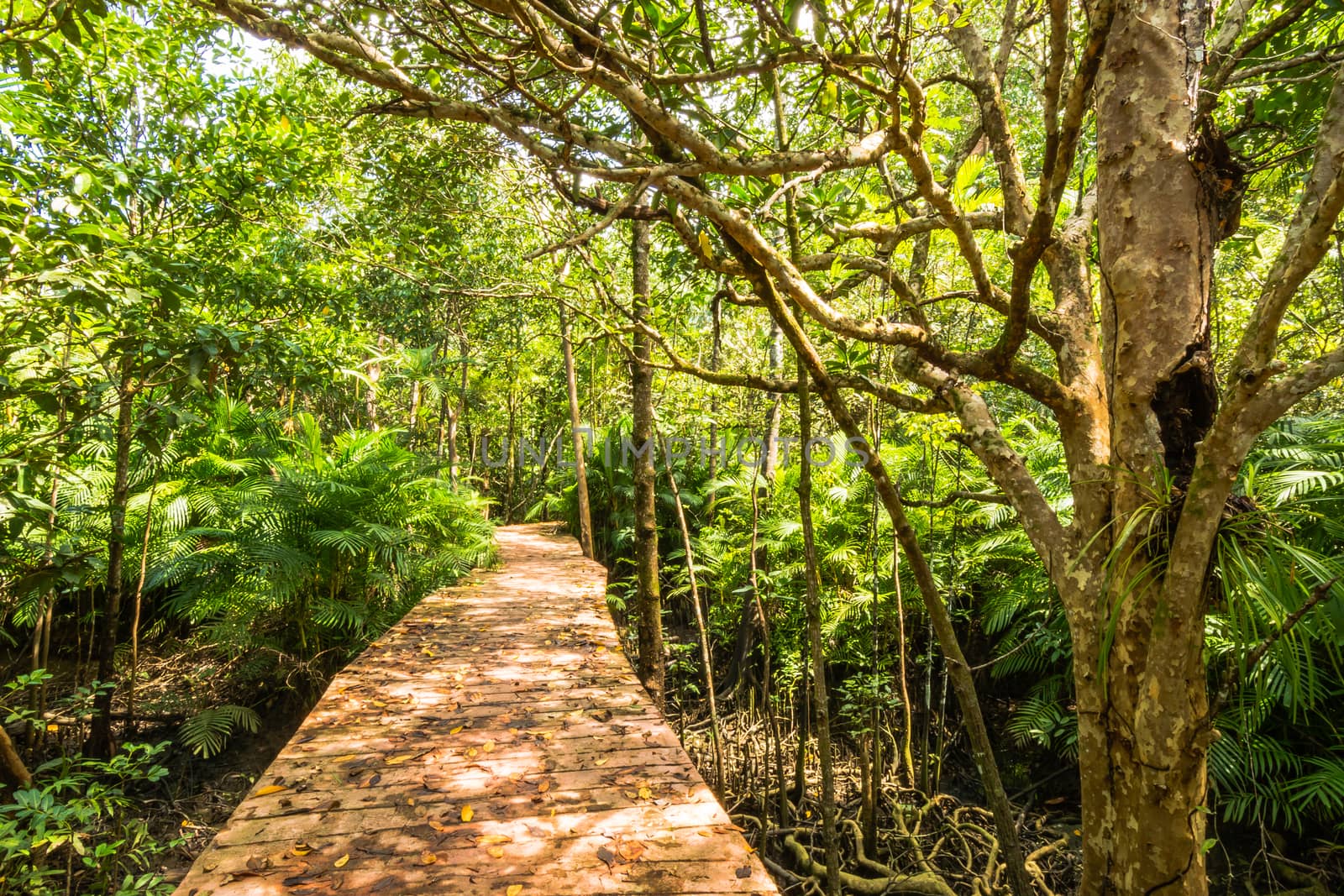 Tha Pom Klong Song Nam Mangrove forest conservation and tourist destination in Krabi province, Thailand.