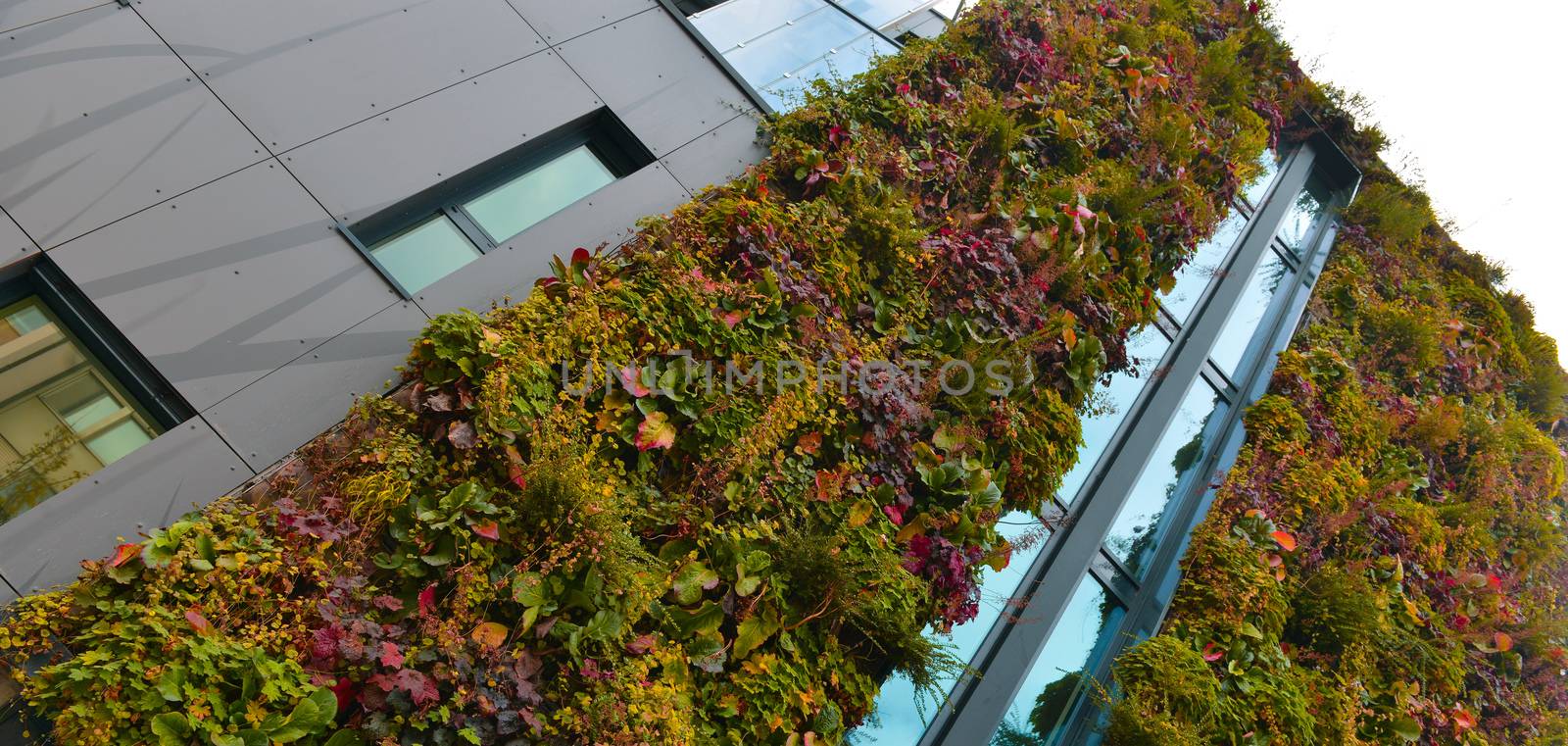 Green wall building in the city, France
