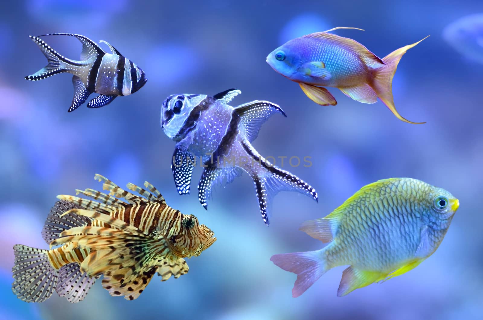 Different fish from coral reef. Path for all fish.
