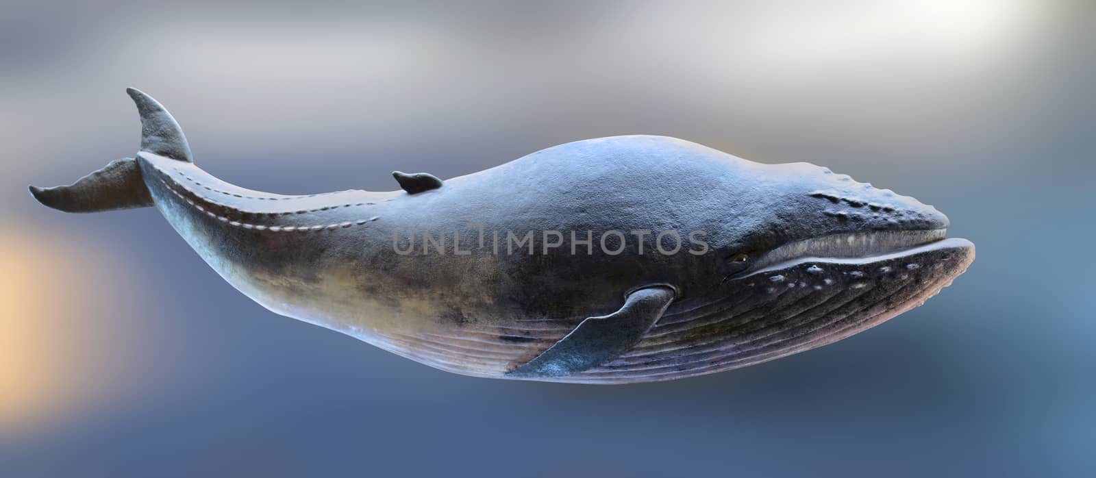 Model of the blue whale mammal. Path for animal.