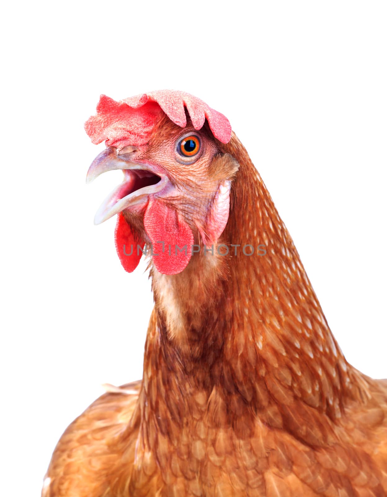 head of chicken hen shock and funny surprising isolated white background